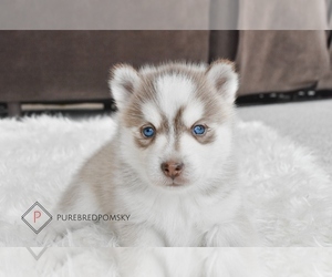 Pomsky Puppy for sale in KANSAS CITY, MO, USA