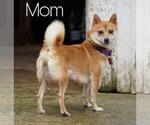 Small Photo #1 Shiba Inu Puppy For Sale in FREDERICKSBG, OH, USA