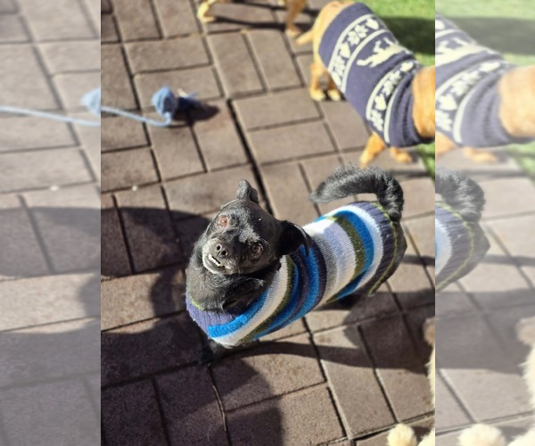 Medium Photo #4 Chihuahua Puppy For Sale in Sandy, UT, USA