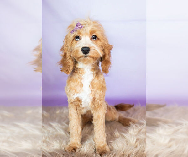 Medium Photo #6 Cockapoo Puppy For Sale in WARSAW, IN, USA