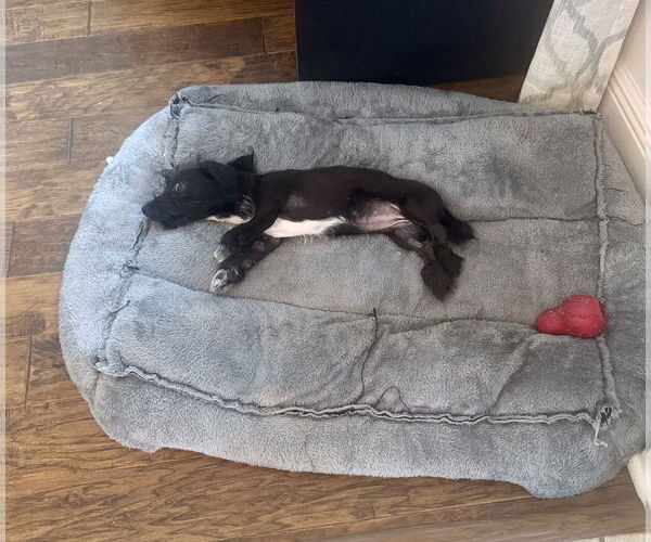 Medium Photo #10 Mutt Puppy For Sale in Houston, TX, USA