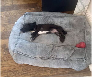 MacKenzie - Female Mutt Dog for Adoption - Photo #10