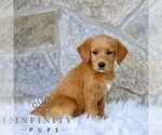 Small #2 Miniature Labradoodle