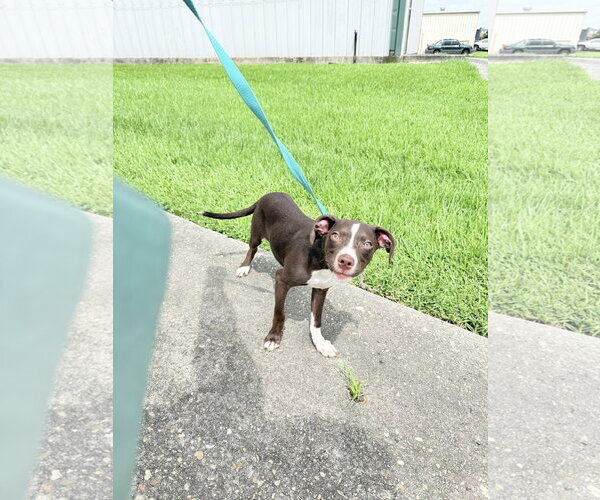 Medium Photo #2 American Pit Bull Terrier-Unknown Mix Puppy For Sale in Oakhurst, NJ, USA