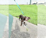 Small #1 American Pit Bull Terrier Mix