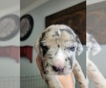 Small Photo #22 Daniff-Neapolitan Mastiff Mix Puppy For Sale in MONTEVIEW, ID, USA