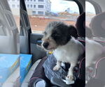 Small #1 Mutt