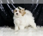 Small Photo #50 Maltipoo (Miniature) Puppy For Sale in WARSAW, IN, USA