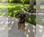 Small #8 Doberman Pinscher-German Shepherd Dog Mix