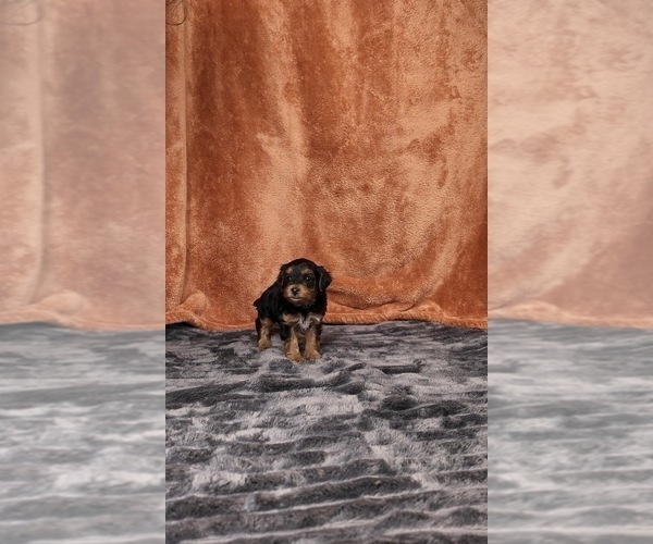 Medium Photo #24 Yorkipoo Puppy For Sale in FENTON, MI, USA