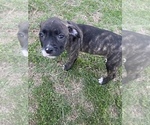 Puppy 7 American Pit Bull Terrier-American Staffordshire Terrier Mix