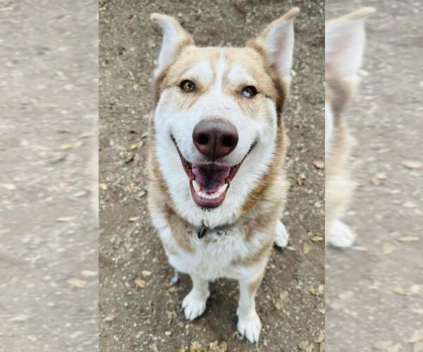 Medium Photo #1 Siberian Husky Puppy For Sale in Santa Barbara, CA, USA