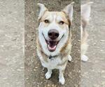 Small Siberian Husky