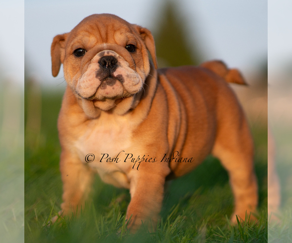 Medium Photo #16 English Bulldog Puppy For Sale in WARSAW, IN, USA
