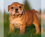 Small #3 English Bulldog