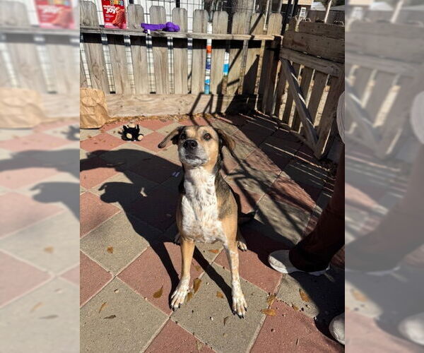 Medium Photo #2 Mutt Puppy For Sale in Houston, TX, USA