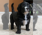Small Photo #9 Sheepadoodle Puppy For Sale in KATY, TX, USA