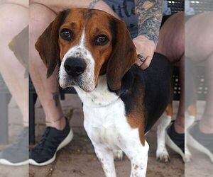 Beagle Dogs for adoption in Carrollton, TX, USA