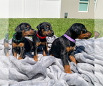 Small Photo #1 Doberman Pinscher Puppy For Sale in LAKELAND, FL, USA