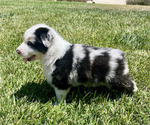 Small Australian Shepherd