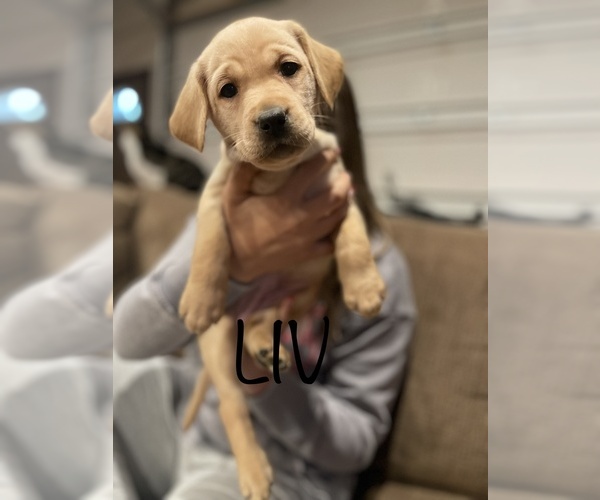 Medium Photo #1 Labrador Retriever Puppy For Sale in MC BAIN, MI, USA