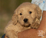 Puppy 1 Goldendoodle-Poodle (Standard) Mix