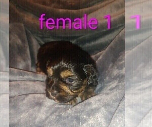 Medium Photo #1 Cock-A-Tzu Puppy For Sale in WOBURN, MA, USA