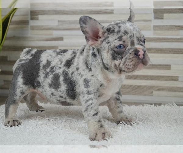 Medium Photo #3 French Bulldog Puppy For Sale in SILVER SPRING, MD, USA