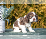 Puppy Janelle Cocker Spaniel