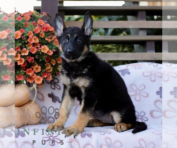 Medium Photo #2 German Shepherd Dog Puppy For Sale in LANCASTER, PA, USA