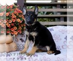 Callie - Female German Shepherd Dog Puppy for Sale - Photo #2