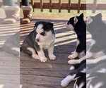 Small Photo #6 Siberian Husky Puppy For Sale in JOPLIN, MO, USA