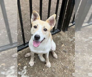 Basenji-Unknown Mix Dogs for adoption in Riverside, CA, USA