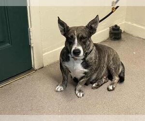 Cardigan Welsh Corgi-Unknown Mix Dogs for adoption in Pasadena, CA, USA