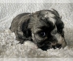 Small Photo #1 Zuchon Puppy For Sale in RENO, NV, USA