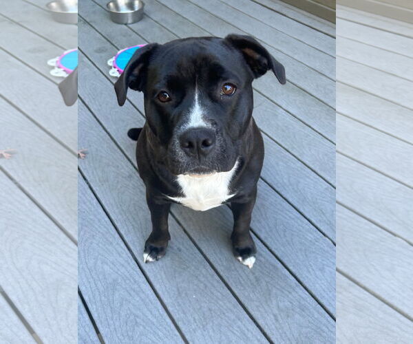 Medium Photo #1 American Pit Bull Terrier-Bulldog Mix Puppy For Sale in St. Louis Park, MN, USA