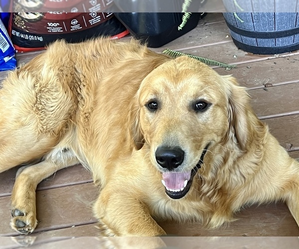 Medium Photo #1 Golden Retriever Puppy For Sale in GROVETOWN, GA, USA