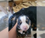 Small Photo #4 Bernese Mountain Dog Puppy For Sale in SOUTHWORTH, WA, USA