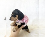 Small #8 Dachshund