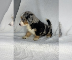 Australian Shepherd-Miniature Bernedoodle Mix Puppy for sale in COLBERT, WA, USA