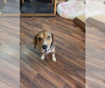 Small #2 Beagle Mix