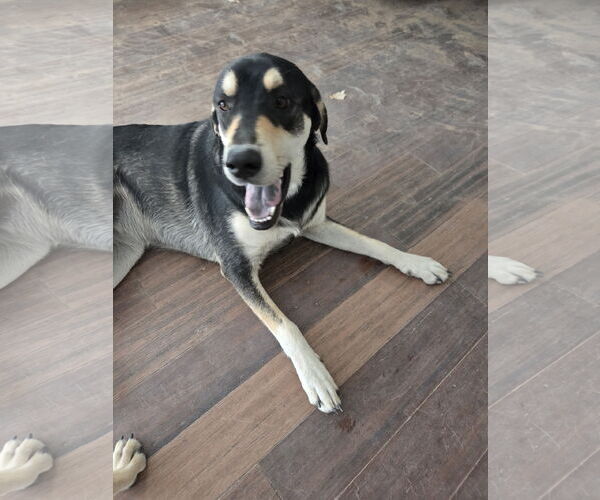 Medium Photo #2 Mutt Puppy For Sale in Chandler, AZ, USA