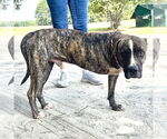 Small #7 Mutt