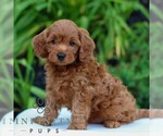 Small #2 Cavapoo