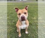 Small #2 Boxer-Carolina Dog Mix