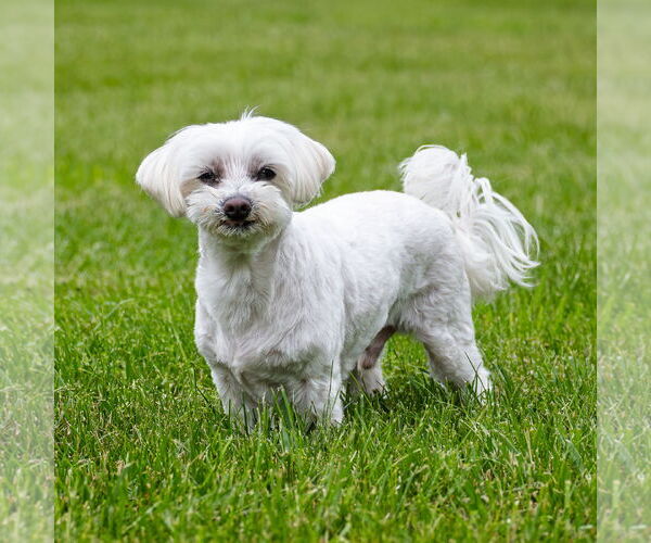 Medium Photo #2 Maltese Puppy For Sale in Arlington, VA, USA