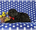 Small Photo #6 Miniature Labradoodle Puppy For Sale in QUARRYVILLE, PA, USA