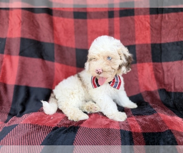 Medium Photo #6 Cockapoo (Miniature) Puppy For Sale in LAKELAND, FL, USA