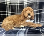 Small #3 Cavapoo