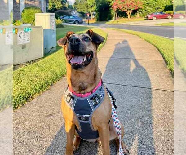 Medium Photo #10 Mutt Puppy For Sale in Kennesaw, GA, USA